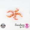 Seestern - M