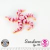 Seestern - M
