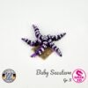 Baby Seestern - S